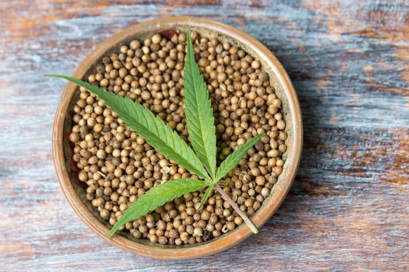 CBD Hemp Seeds