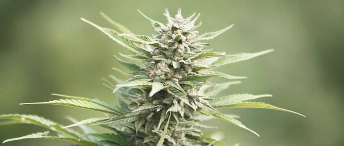 about industrial hemp