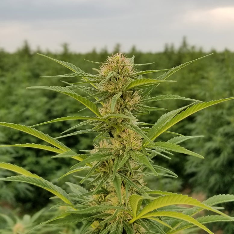 hot blonde hemp seeds