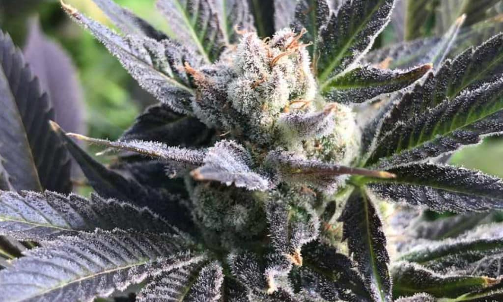 cinderella story hemp plant