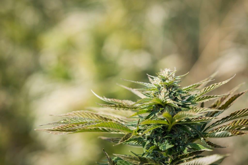 Cloud Berry CBD Hemp Flower