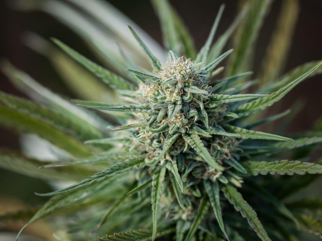 Cloud Berry CBD Hemp Flower - Image 2