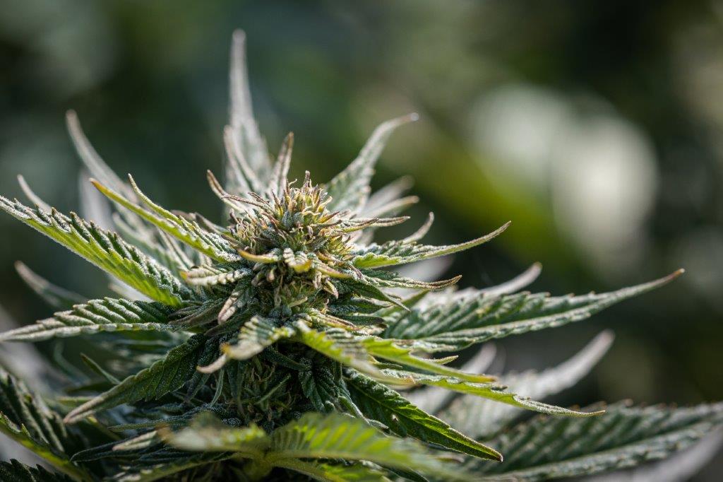 Cloud Berry CBD Hemp Flower - Image 6