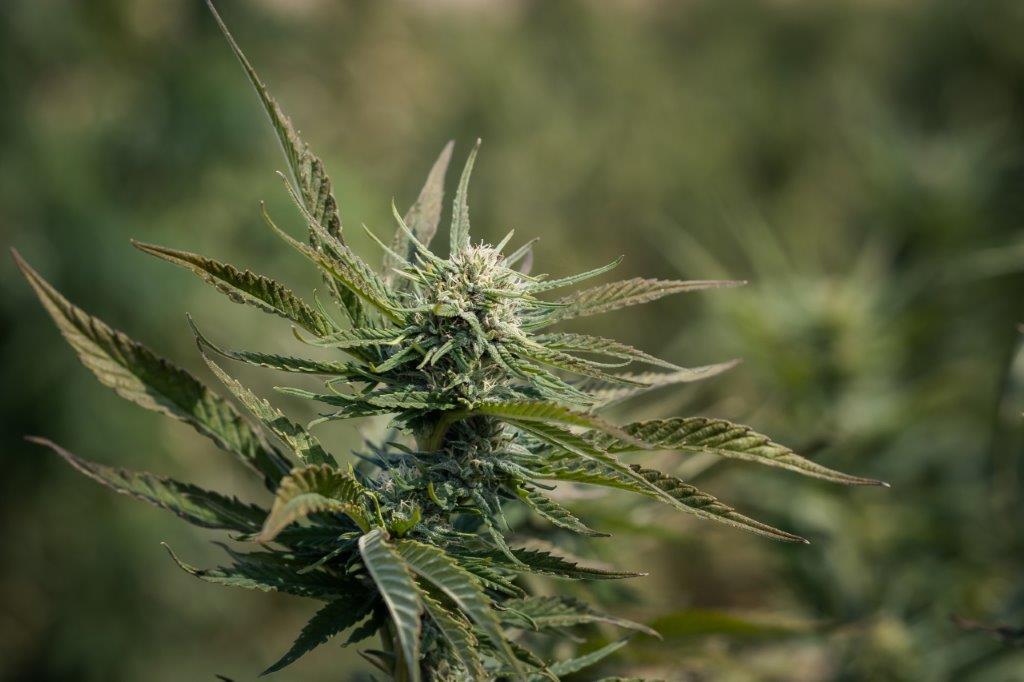 Cloud Berry CBD Hemp Flower - Image 4