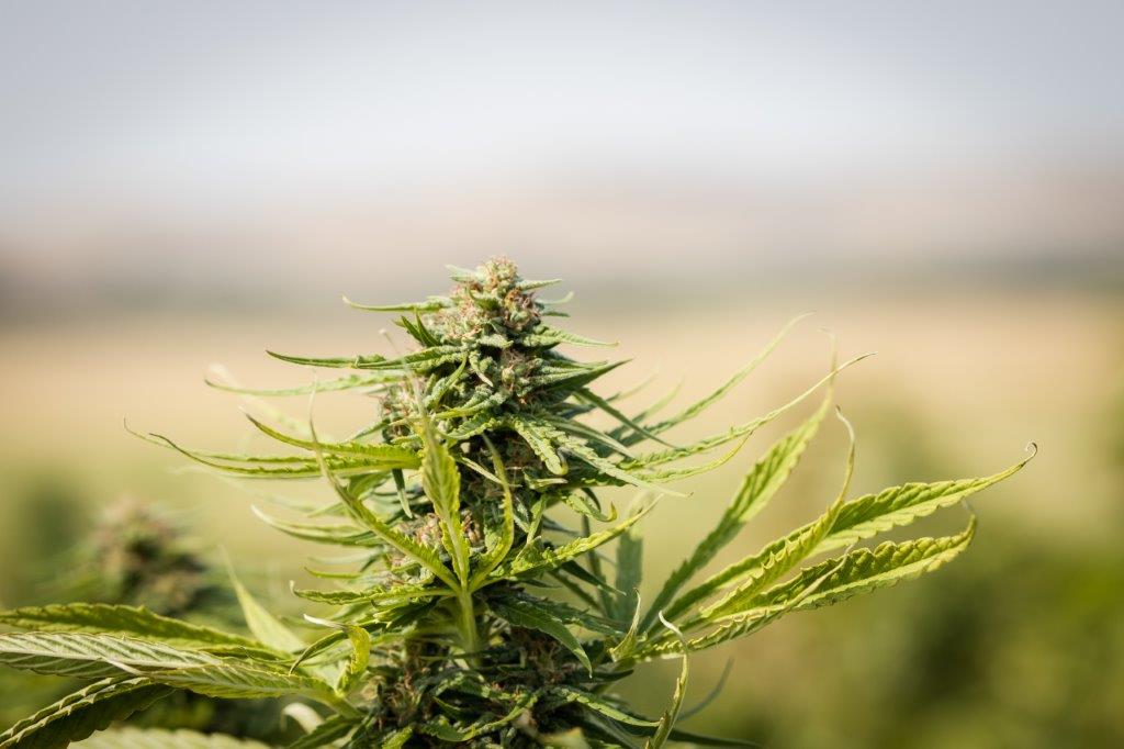 Hot Blonde CBD Hemp Flower