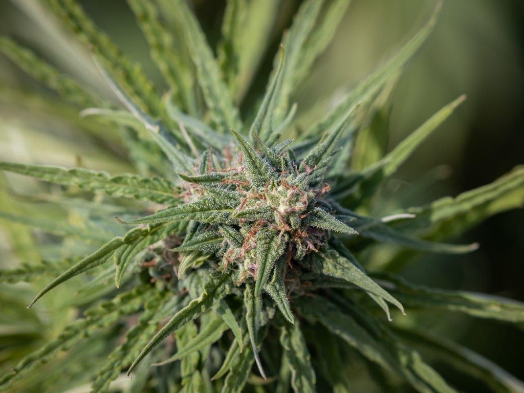 Hot Blonde CBD Hemp Flower - Image 2