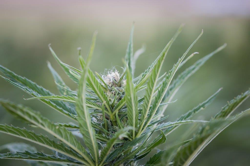 Hot Blonde CBD Hemp Flower - Image 3