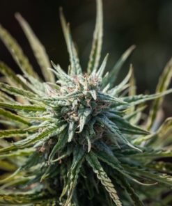 Queen Dream Hemp Seeds | Feminized