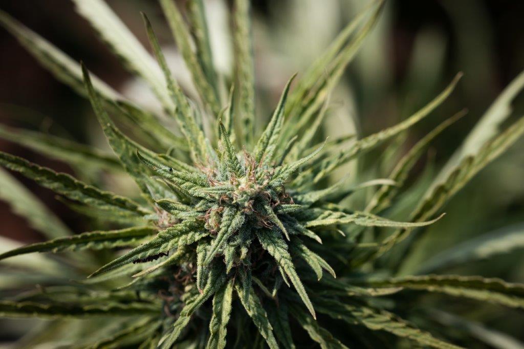 Queen Dream Hemp Seeds | Feminized - Image 2