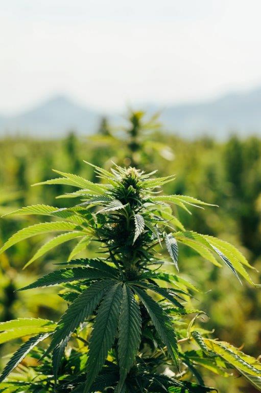 Queen Dream Hemp Seeds | Feminized - Image 5