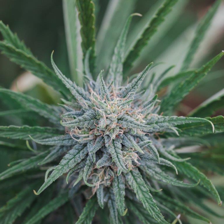 Queen Dream Hemp Seeds | Feminized - Image 4