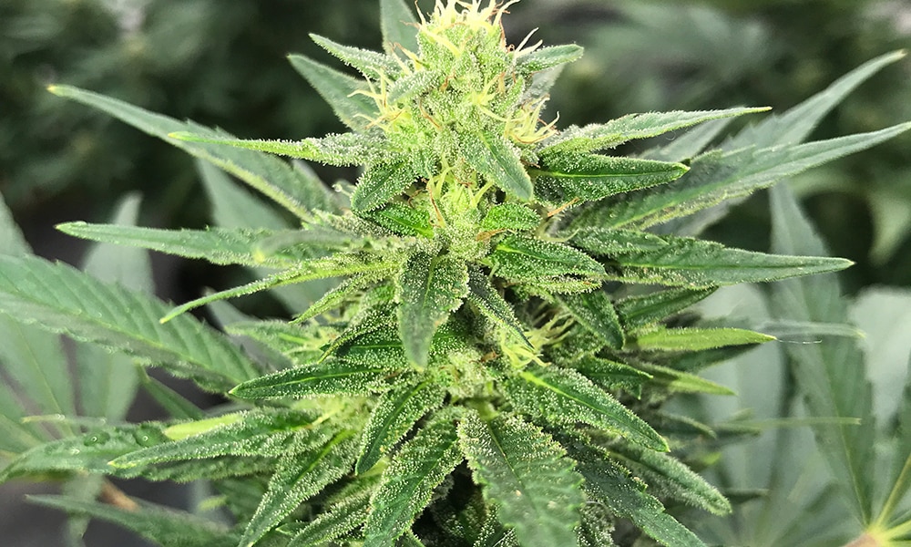 cherry blonde hemp plant