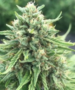 cherry blossom cbd hemp seeds