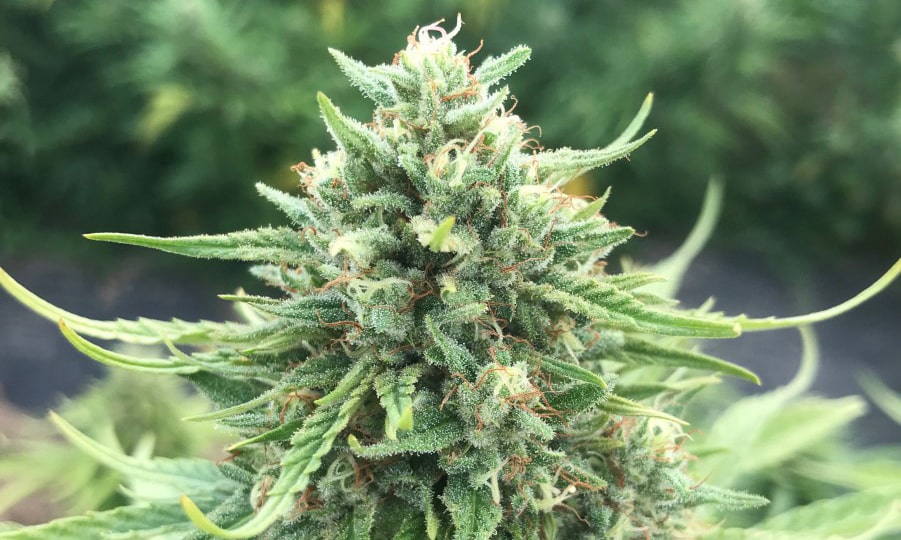 cherry blossom cbd hemp seeds