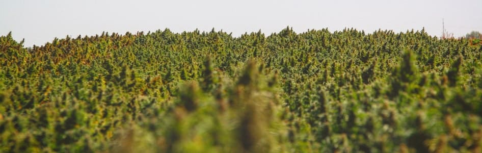 growing industrial hemp