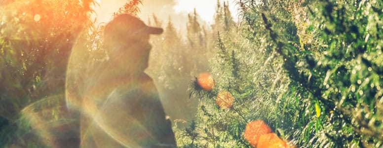 Premium hemp genetics- federally legal