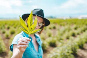 Premium high CBD products & hemp genetics