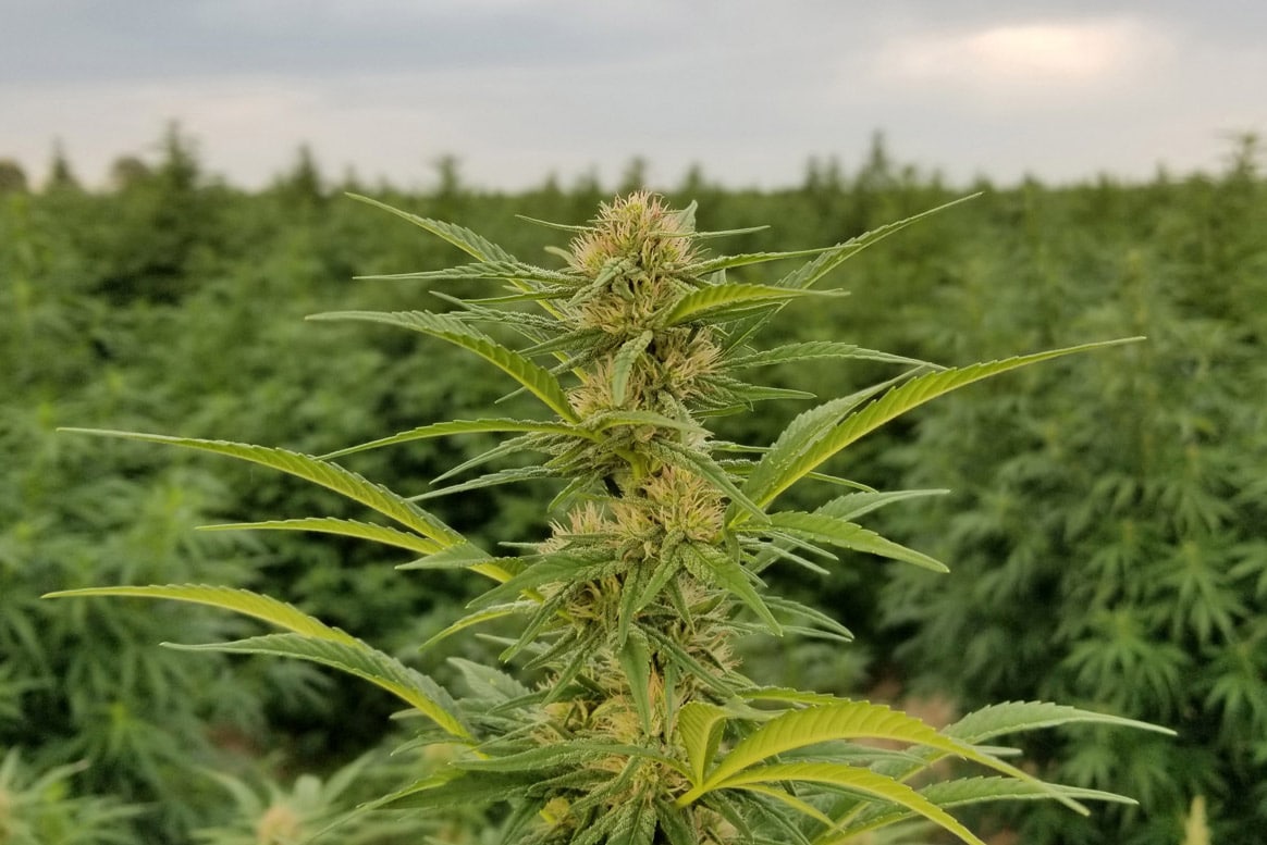 hot blonde hemp seeds