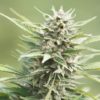 lifter hemp