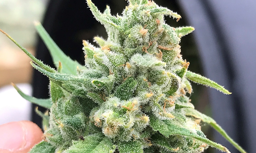 queen dream hemp plant