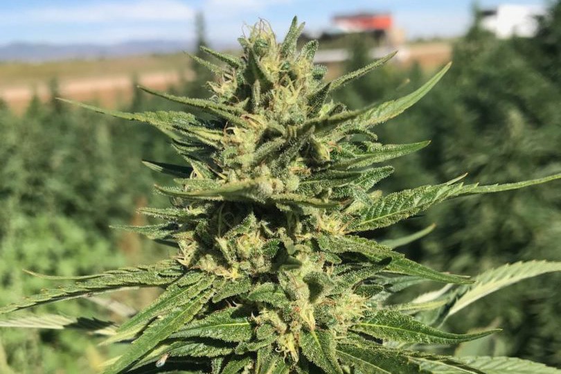 Cloud Berry hemp strain