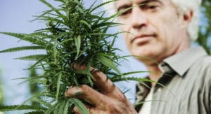 Close up at farmer looking at hemp plant
