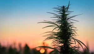 Hemp plant in evening