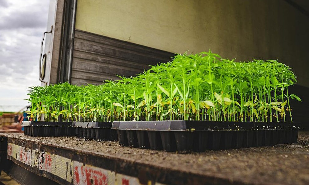 Hemp seedlings in truck