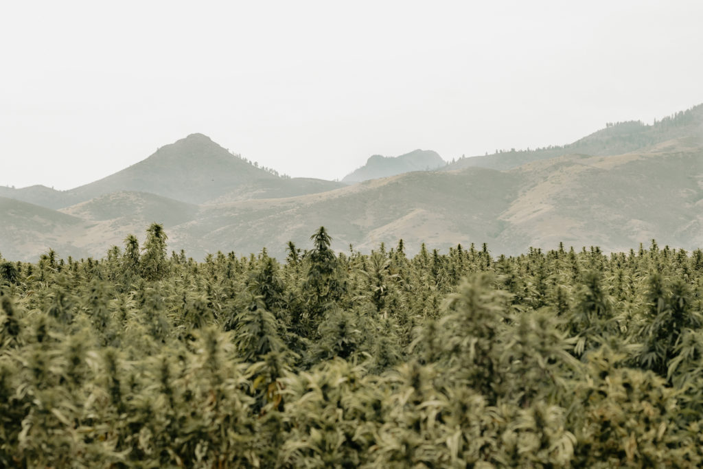 Forest and Mountain Landscape