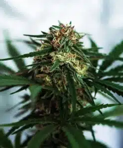 Ghost Train Haze Hemp Seed