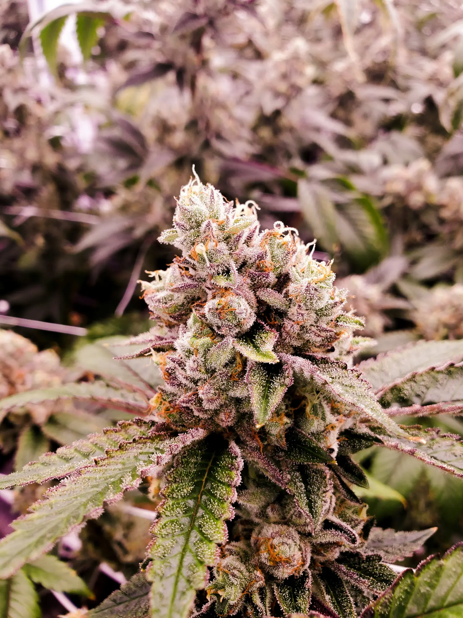 Grape God Cannabis Seed | Premium Feminized Hemp Seeds