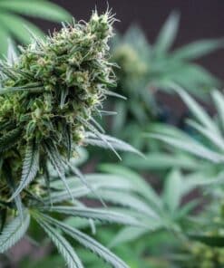 Lemon Stilton Hemp Seed