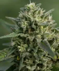 Three Bears OG Hemp Seed