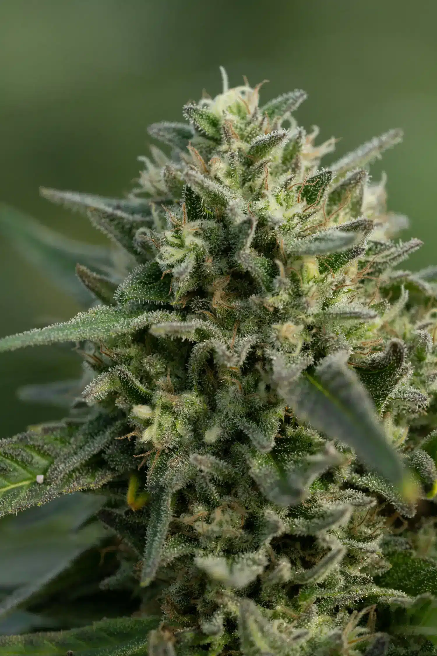 Three Bears OG Hemp Seed